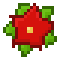 Red poinsettia